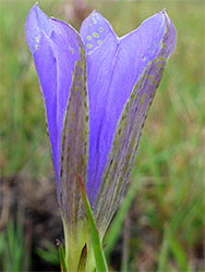 Pale purple corolla