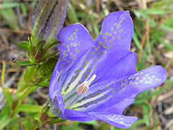 Green-spotted corolla