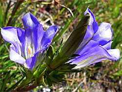 Clustered flowers