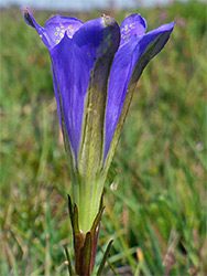 Greenish-blue flower