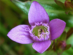 Flower of autumn gentian