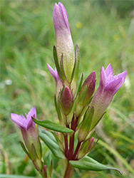 Opening flowers