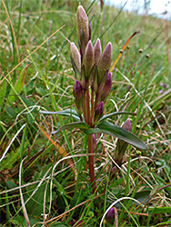 Flowering stem