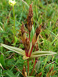 Withered flowers