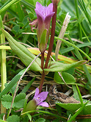 Leaves and flowers