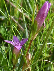 Two flowers