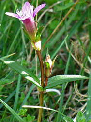 Flower and bud