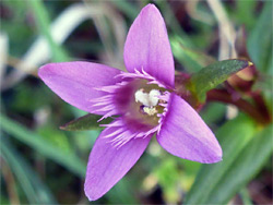 Four-petalled flower