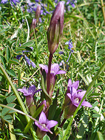 Cluster of flowers