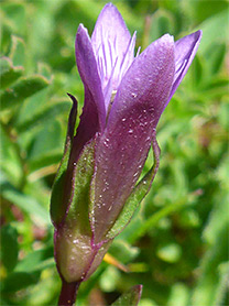 Early gentian