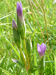 Opening flowers