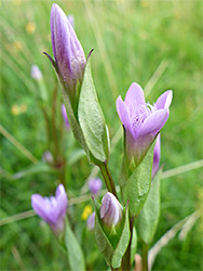 Flowering stems