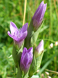 Field gentian