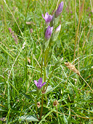 Inflorescence