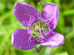 Hairy petals