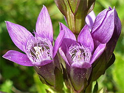 Chiltern gentian