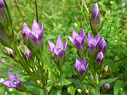 Richly-coloured flowers