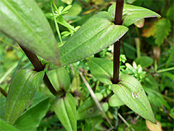 Opposite leaves