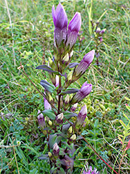 Chiltern gentian, leaves and stem