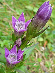 Flower cluster