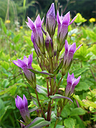 Branched inflorescence