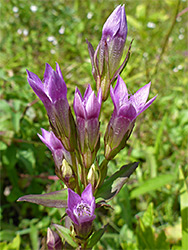 Chiltern gentian, flower cluster