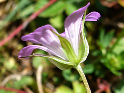 Light green sepals