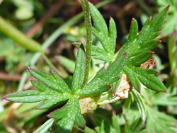 Lobed leaves