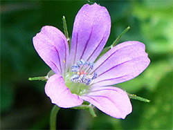 Pink-purple flower