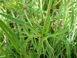 Red-tipped leaflets