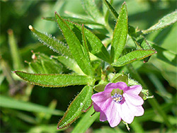 Small pink flower