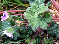 Leaves and flowers