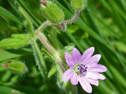 Pale pink flower