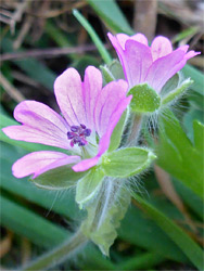 Two flowers