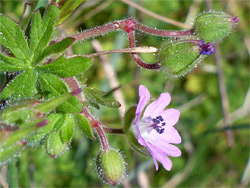 Flower and buds