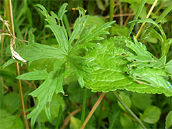 Divided leaf