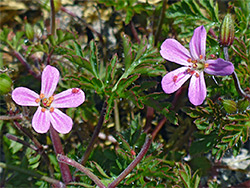 Pair of flowers