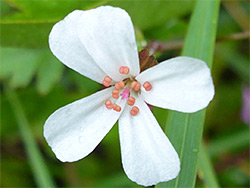 White petals