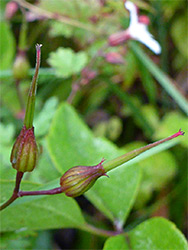 Two fruits