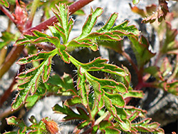 Red-margined leaf