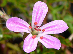 Geranium robertianum