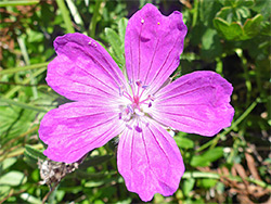 Bloody cranesbill