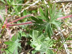 Hairy stems and leaves