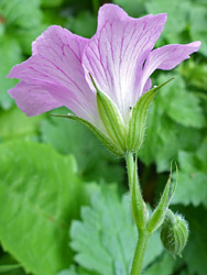 Pointed calyx lobes