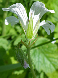 White petals