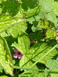 Yellow=green leaves