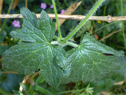 Leaves and bristly stem