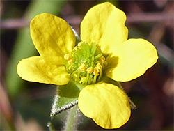 Geum urbanum