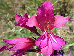 Gladiolus communis