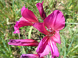 Flower cluster